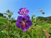03 Geranium phaeum (Geranio stellato) sul sent. 219 nei prati alle pendici del torrione del Corno Branchino